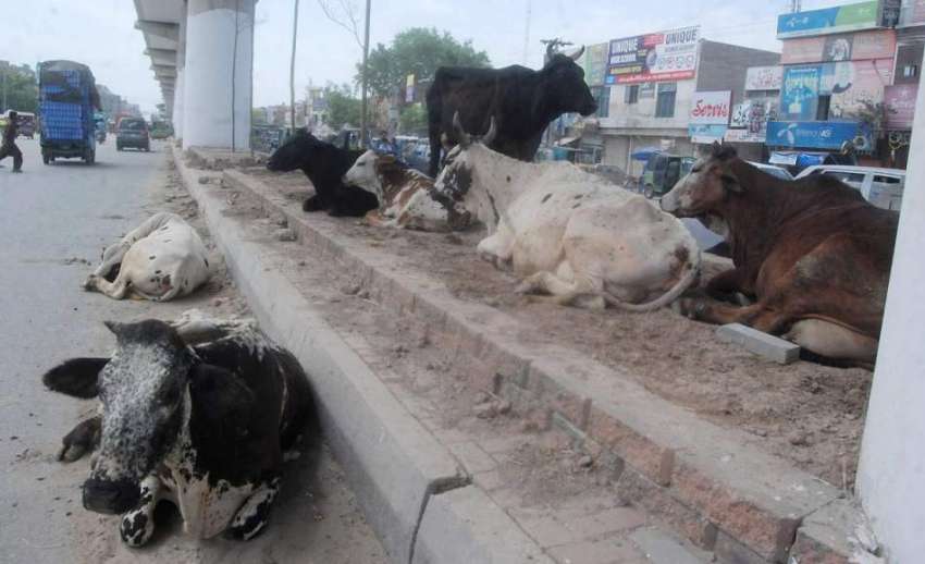 لاہور: شہر میں جانور رکھنے پر پابندی کے باوجود جی ٹی روڈ ..