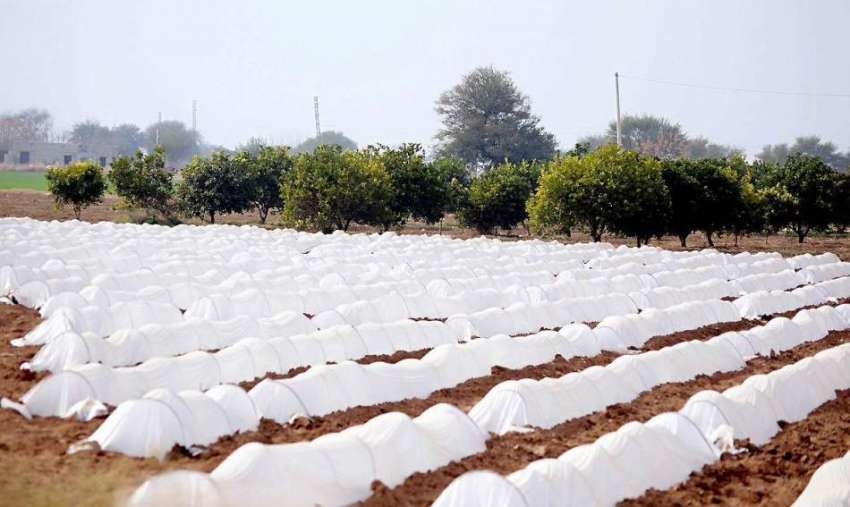 اٹک: نواحی دیہات میں ایک کاشتکار نے فصل کو کورے اور سردی ..