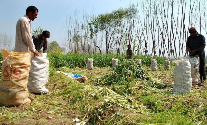 پشاور: مزدور کھیت سے شلجم بھری مولیاں سبزی منڈی منتقل کرنے ..