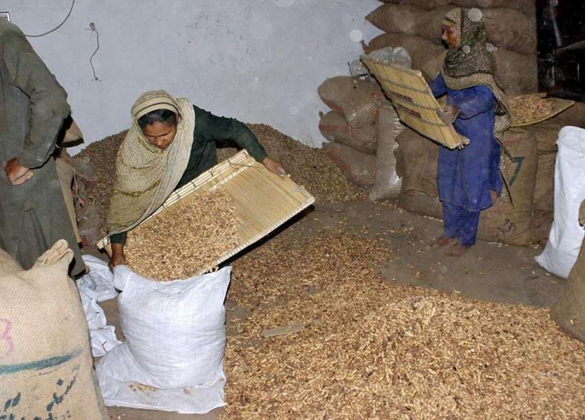 لاہور: محنت کش خواتین مونگ پھلی کی صفائی ستھرائی کر رہی ہیں۔