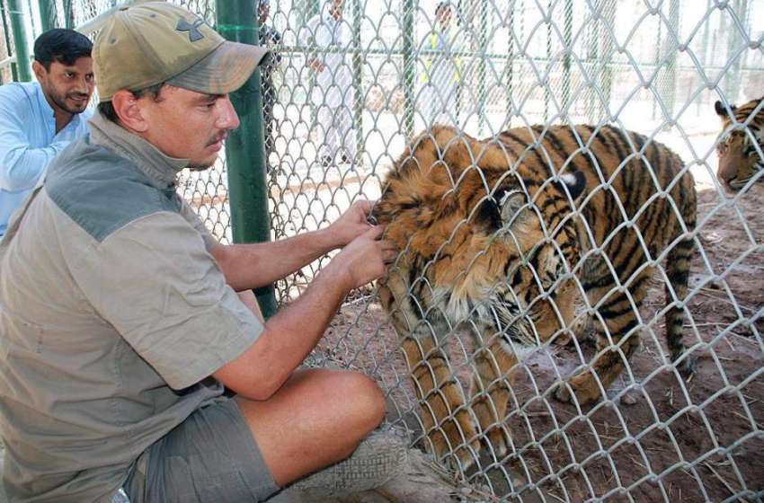 پشاور: پشاور چڑیا گھر میں ٹرینر شیر کی دیکھا بھال کر رہا ..