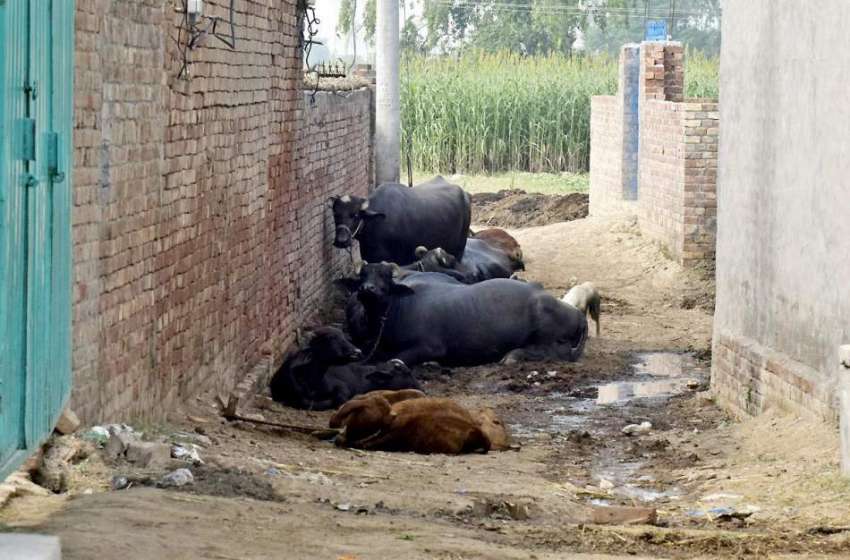 لاہور: نواحی گاؤں میں لوگوں نے بھینسیں باندھ کر گزرنے کا ..