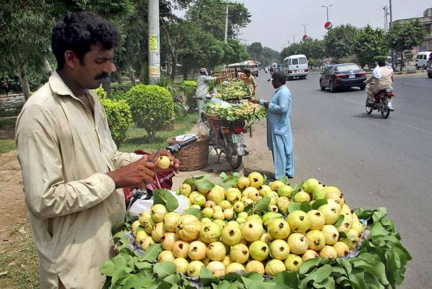 فیصل آباد: محنت کش سائیکل پر امرود رکھے گاہکوں کا منتظر ہے۔