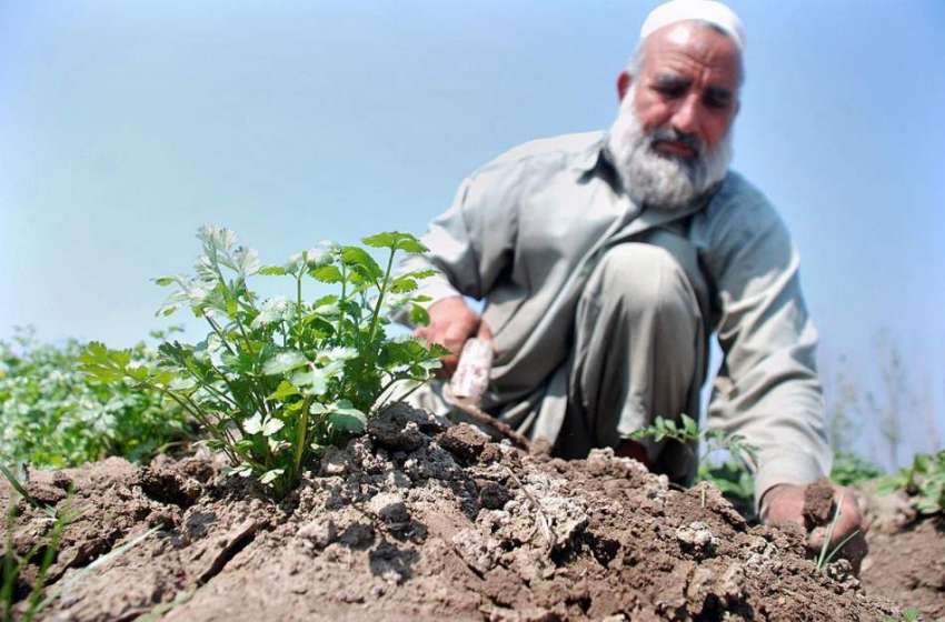 پشاور: ایک معمر کسان اپنے کھیت کی دیکھ بھال میں مصروف ہے۔