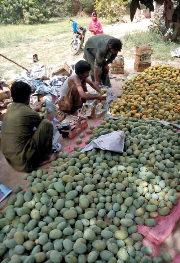 بہاولپور: مزدور آم مارکیٹ میں سپلائی کے لیے لکڑے کی پیٹیوں ..