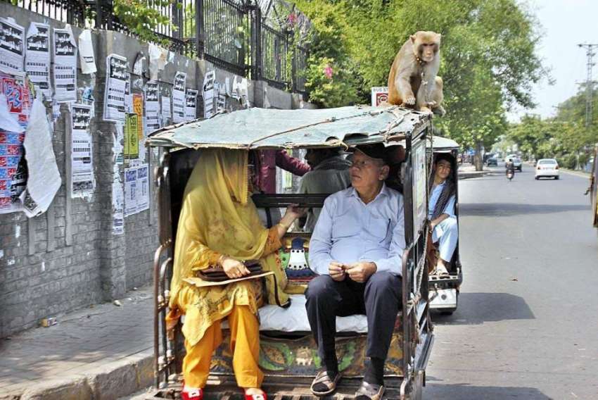 لاہور: چنگچی رکشہ کی چھت پر بندر بیٹھا ہوا ہے۔