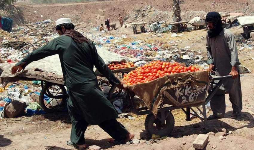 اسلام آباد: ریڑھی بان فروخت کے لیے ٹماٹر لیجا رہے ہیں۔