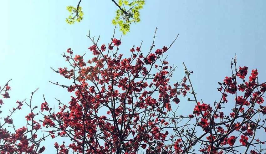 اسلام آباد: وفاقی دارالحکومت میں موسم بہار میں درختوں پر ..