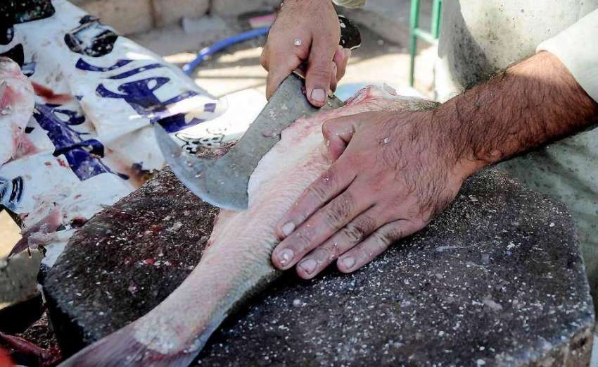 اسلام آباد: دکاندار موسمی تبدیلی کے ساتھ مچھلی فروخت کررہا ..