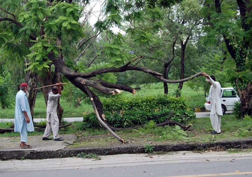 اسلام آباد: سی ڈی اے کے اہلکار سڑک کنارے گرے درخت کو کاٹ رہے ..