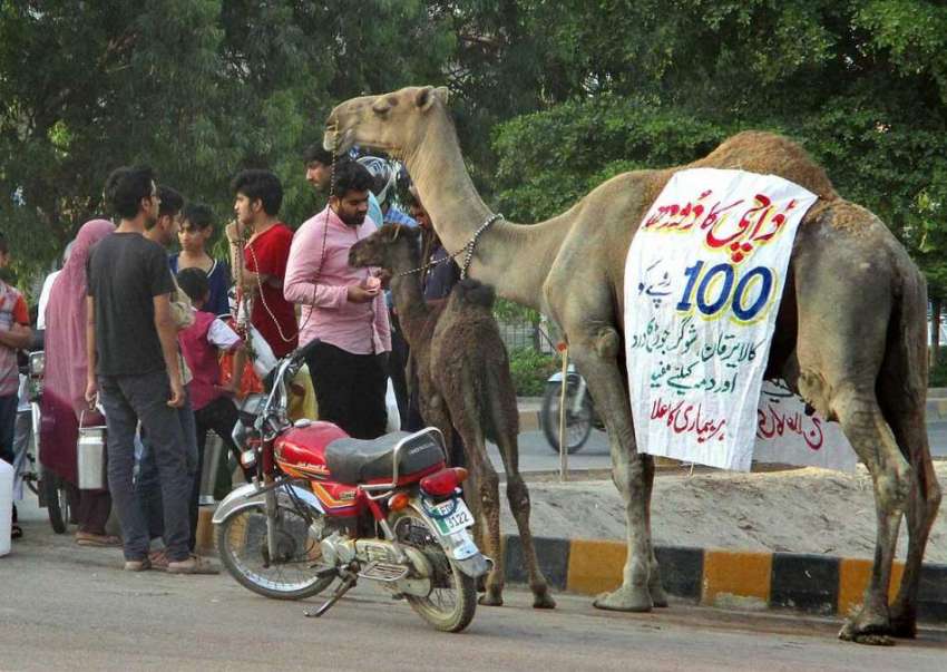 فیصل آباد: خانہ بدوش خاتون اونٹنی کا دودھ فروخت کررہی ہے۔