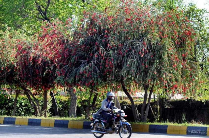 اسلام آباد: موسم بہار میں درختوں پر کھلے پتے اور پھول دلکش ..