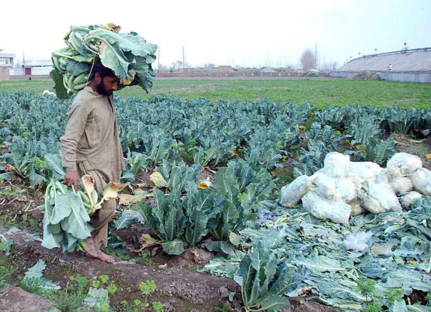 پشاور: کسان کھیت سے گوبھی کے پتے اکٹھے کر کے لیجا رہا ہے۔