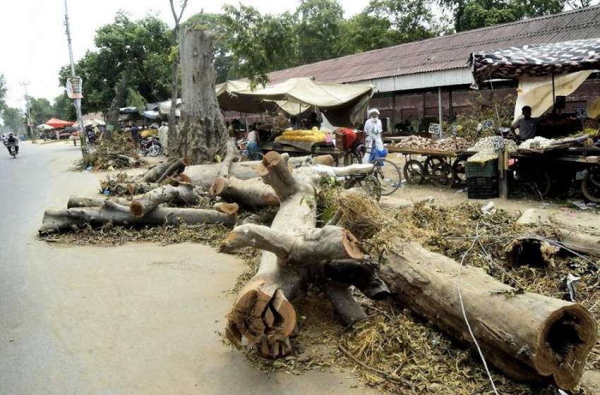 لاہور: مغلپورہ روڈپر کاٹے گئے درخت سڑک کنارے پڑے ہیں۔