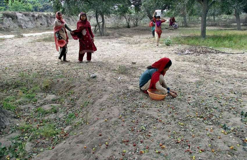 فیصل آباد: محنت کش بچیاں درخت سے گرے ہوئے بیر جمع کر رہی ہیں۔