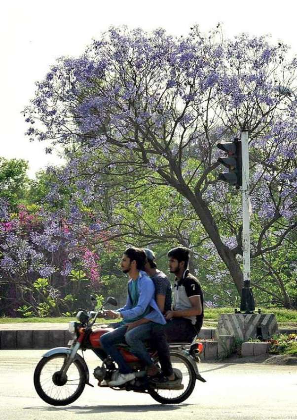 اسلام آباد: وفاقی دارالحکومت میں درختوں پر کھلے پھول دلکش ..