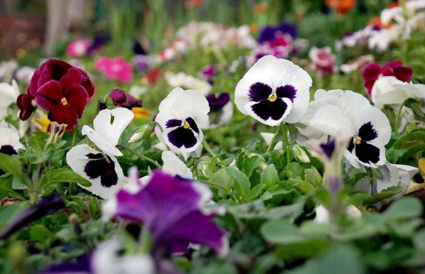 پشاور: موسم بہار کی آمد کے موقع پر کھلے پھول دلکش منظر پیش ..
