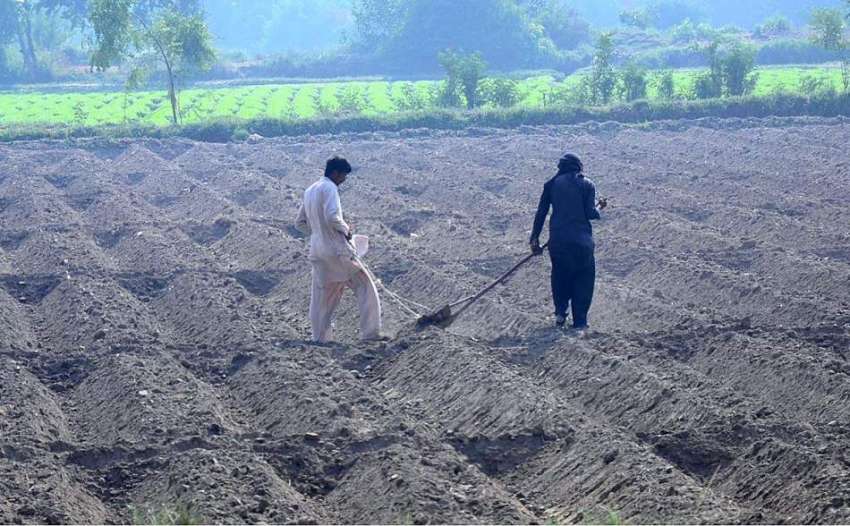 حیدر آباد: کسان کھیت کو اگلی فصل کے لیے ہموار کررہے ہیں۔