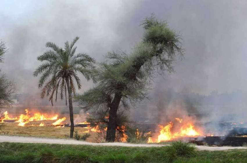 ملتان: شجاع آباد روڈ پر گندم کی کٹائی کے بعد ویسٹیج کو آگ ..