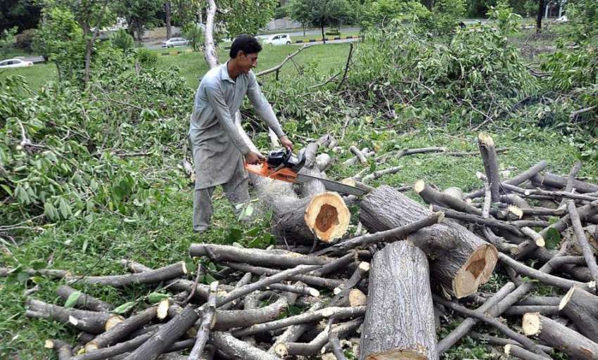 اسلام آباد: وفاقی دارالحکومت میں سی ڈی اے اہلکار لکڑی کاٹ ..