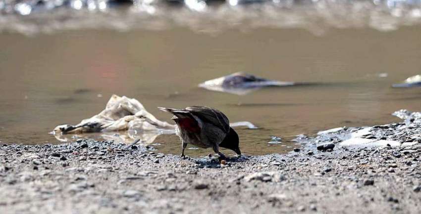 راولپنڈی: پرندہ پیاس بجھانے کے لیے پانی پی رہا ہے۔