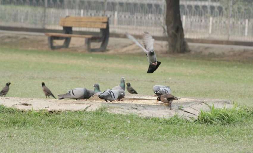 لاہور: جیلانی پارک میں کبوتر دانہ چگ رہے ہیں۔