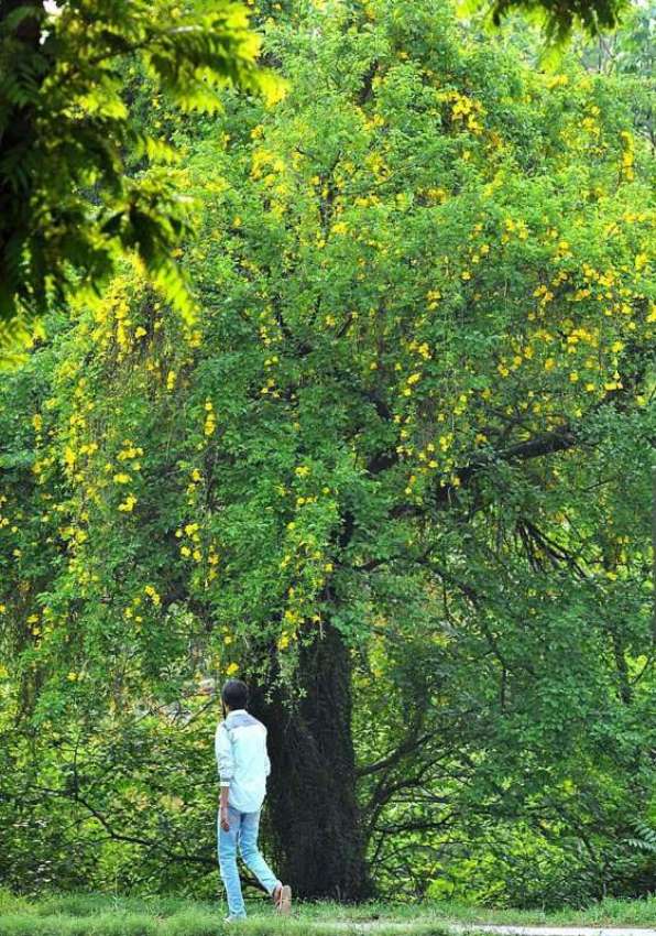 اسلام آباد: وفاقی دارالحکومت میں کھلے موسمی پھولوں اور پودوں ..