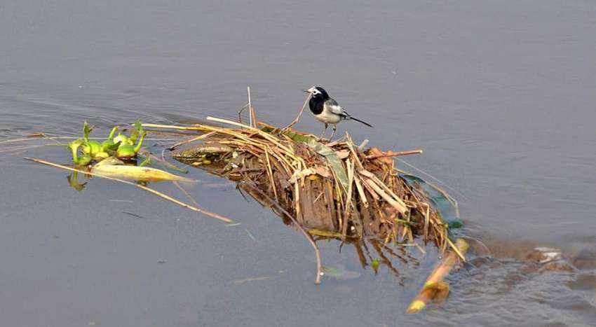ملتان: نہر میں خشک شاخوں پر بیٹھا پرندہ دلکش منظر پیش کررہا ..
