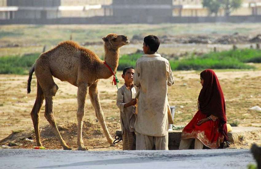 اسلام آباد: خانہ بدوش بچے اونٹنی کے بچے کے ہمراہ اونٹنی کا ..