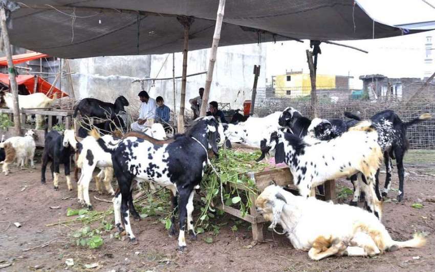اسلام آباد: عیدالاضحی کی آمد کے موقع پر مویشی منڈی میں لائے ..