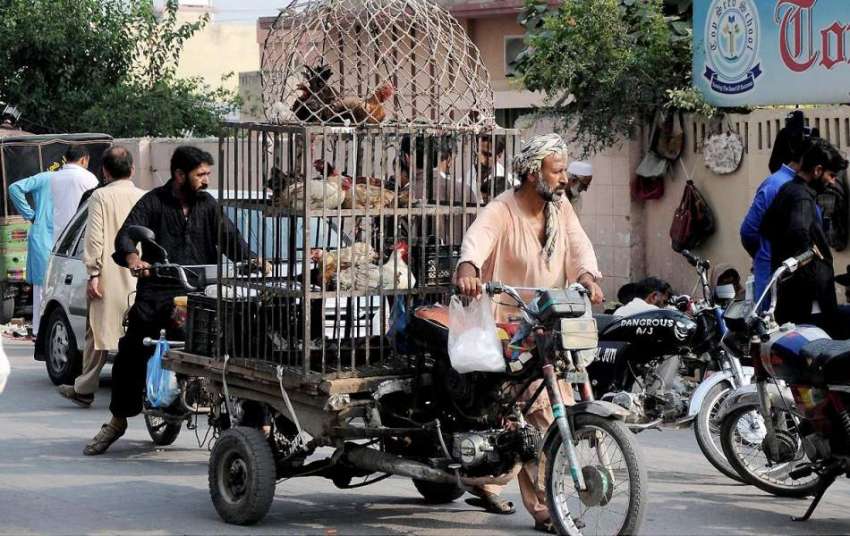راولپنڈی: ایک محنت کش اپنے موٹر اسائیکل پر پنجرے رکھے گلی ..