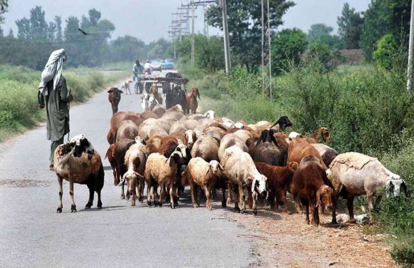 پشاور: چرواہا بھیر بکریوں کا ریوڑ چرانے کے لیے لیجا رہا ہے۔