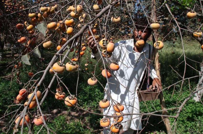 پشاور: کسان باغ سے جاپانی پھل چن رہا ہے۔