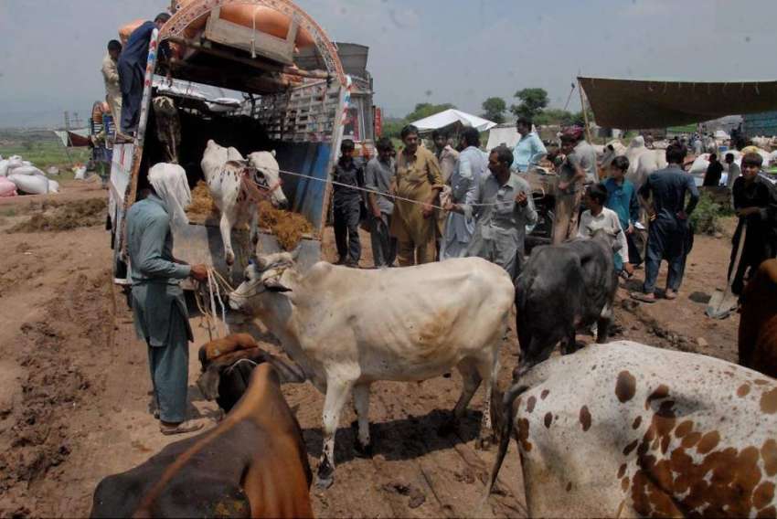 اسلام آباد:بیوپاری مویشی منڈی میں قربانی کے جانورٹرک سے ..