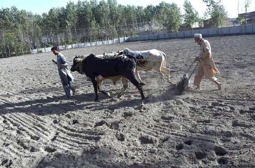 پشاور: کسان روایتی انداز سے بیلوں کی مدد سے کھیت میں حل چلا ..