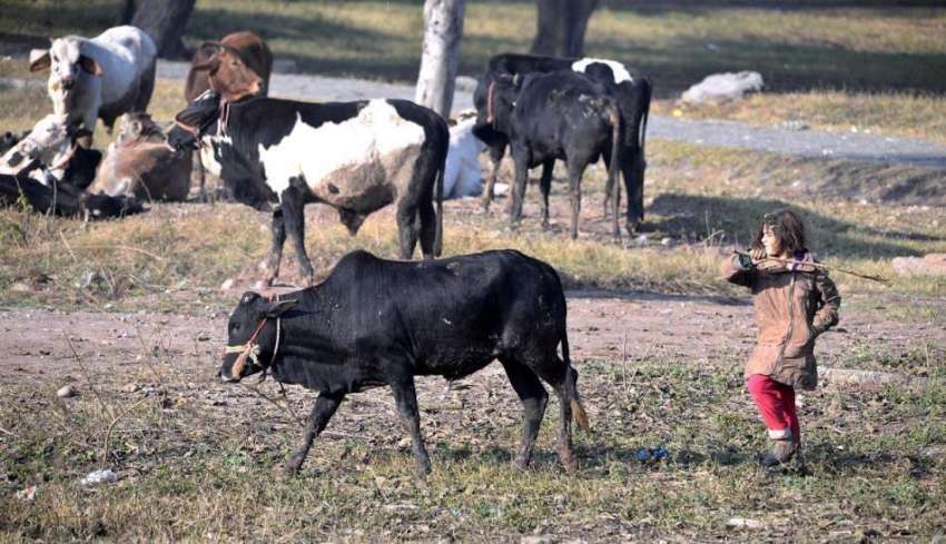 راولپنڈی: کمسن بچی گائے کی دیکھ بھال کررہی ہے۔