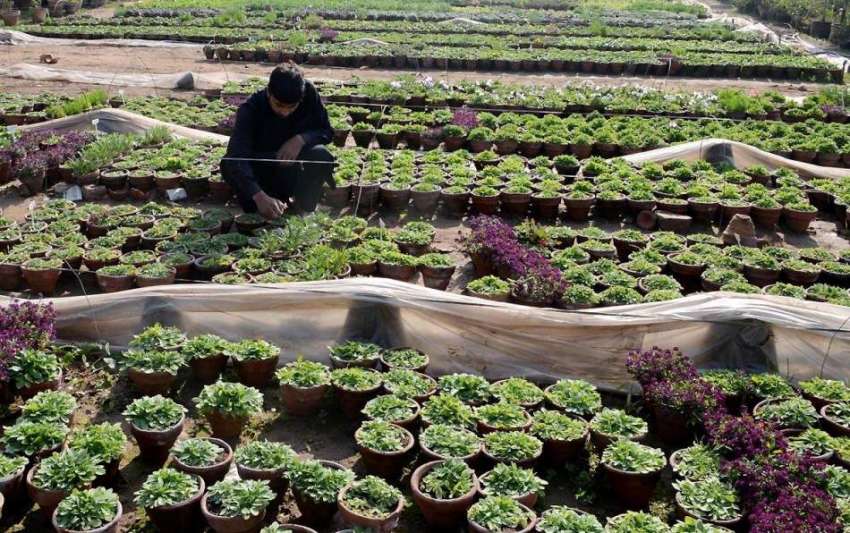 راولپنڈی: پی ایچ اے اہلکار مری روڈ پر لگائے جانے والے پودوں ..