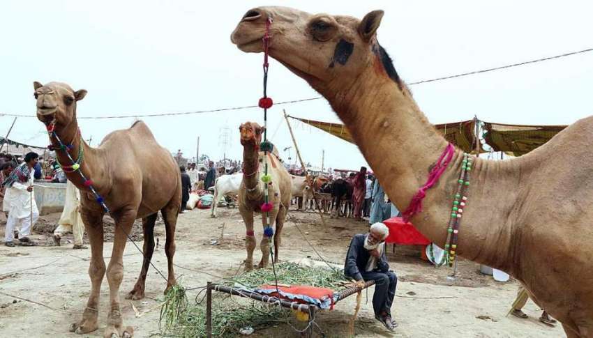 حیدر آباد: عید الاضحی کی آمد کے موقع پر مویشی منڈی میں لائے ..