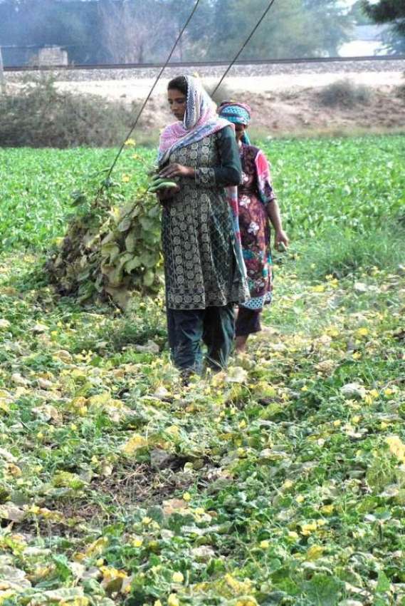 ملتان: کسان خواتین کھیت سے سبزی چن رہی ہیں۔