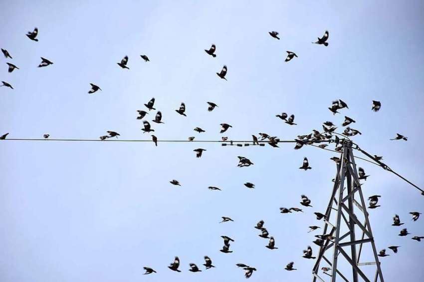 اسلام آباد: وفاقی دارالحکومت میں فزا میں اڑتے ہوئے پرندوں ..