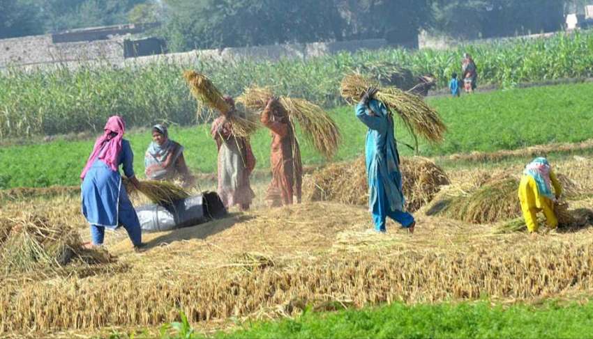 سرگودھا: کسان خواتین چاول کی فصل کاٹنے کے بعد تھریشنگ کرنے ..