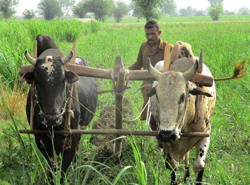 فیصل آباد: کسان بیلوں کی مدد سے کھیت جڑی بوٹیاں کاٹ رہا ہے۔