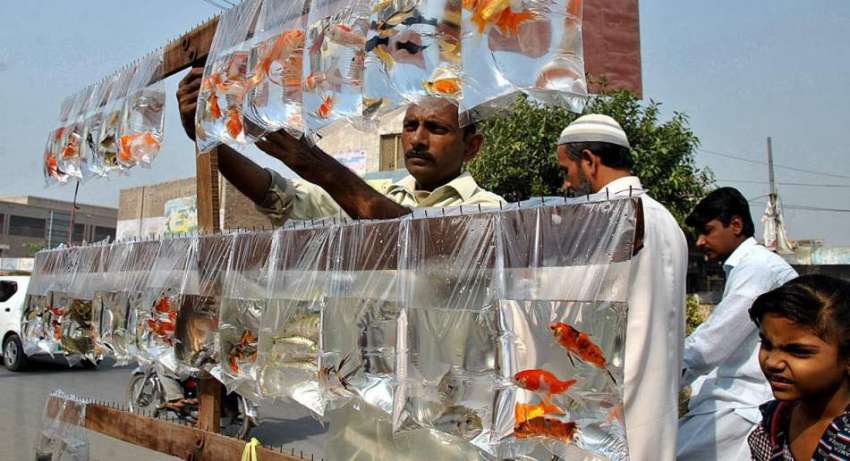 ملتان: دکاندار گاہکوں کو متوجہ کرنے کے لیے رنگ برنگی مچھلیاں ..