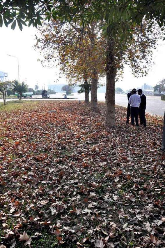اسلام آباد: موسم بہار کی آمد پر سڑک کنارے درختوں سے گرے ہوئے ..
