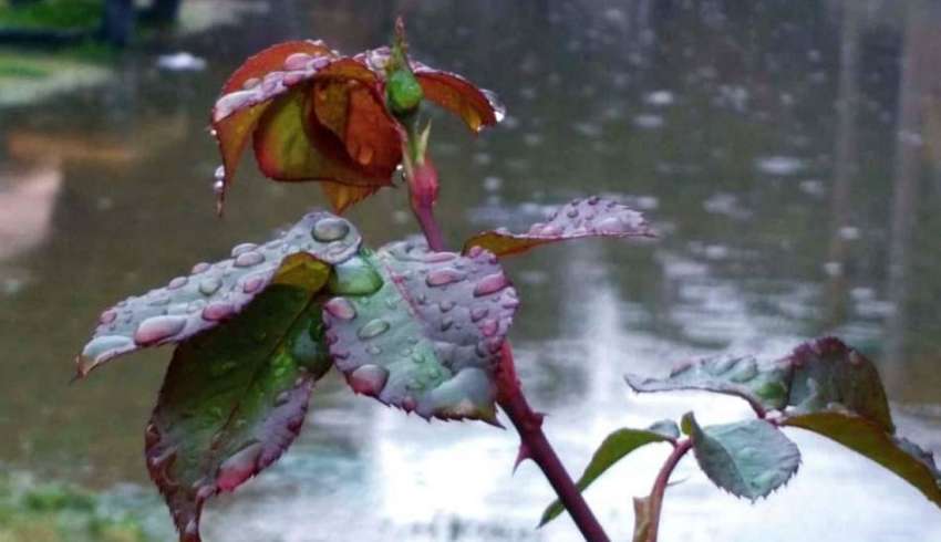 سرگودھا: بارش کے دوران پودا دلکش منظر پیش کر رہا ہے۔