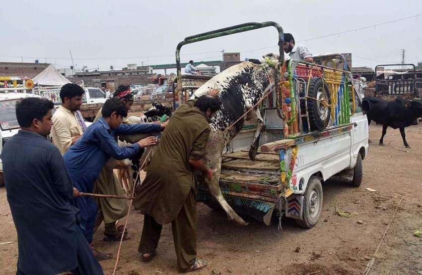 پشاور: شہری مویشی منڈی سے قربانی کے لیے خریدی گئی گائے سوزوکی ..