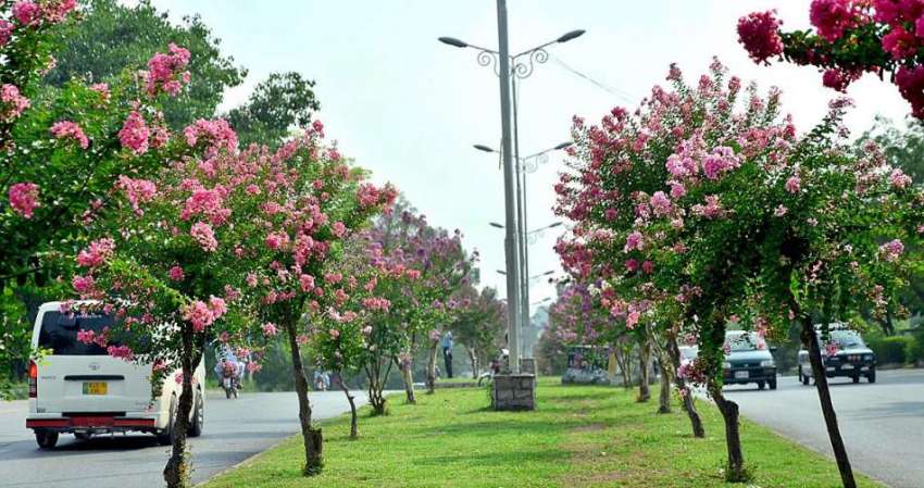 اسلام آباد: وفاقی دارالحکومت میں سڑک کنارے لگے موسمی پھول ..
