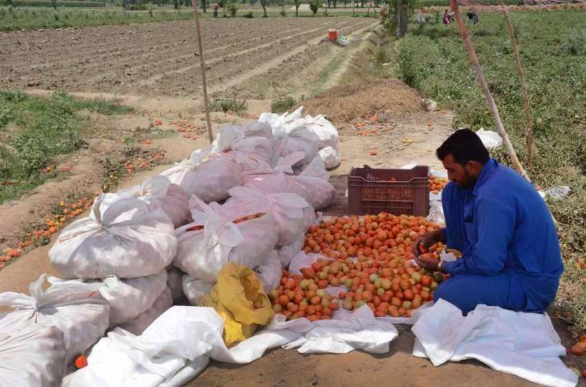 فیصل آباد: کستان سبز ی منڈی میں سپلائی کے لیے ٹماٹر پیک کر ..
