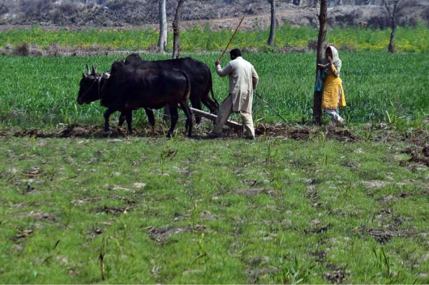 لاہور: نواحی گاؤں میں کسان روایتی انداز سے کھیت کو فصل کے ..