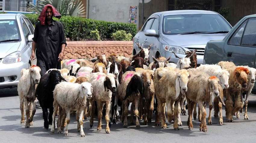 راولپنڈی: ایک چرواہا بھیر بکریاں چرانے کے لیے لیجا رہا ہے۔